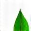 Blatt Icon